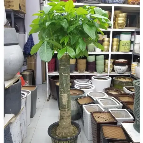 發財樹