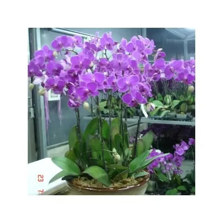蘭花盆栽